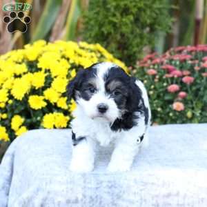Asher, Havachon Puppy